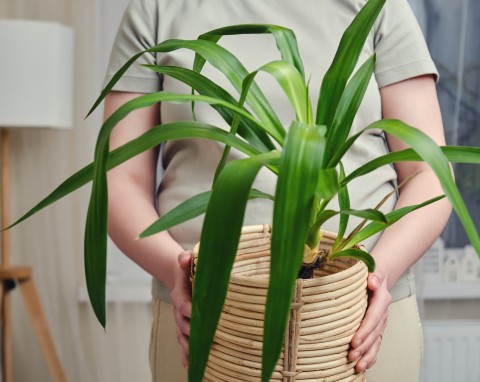 Jak prawidłowo przyciąć jukę? Rozmnażanie juki przez sadzonki łodygowe