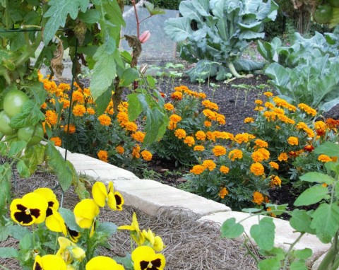 Zaplanuj siew i sadzenie tych roślin w ogrodzie. Odstraszają szkodniki i chronią warzywa