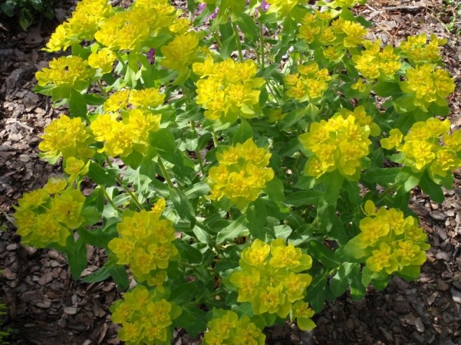 Pozostałe, Rośliny, które nie boją się kaloryfera - Rośliny, które zniosą suche powietrze Wilczomlecz (Euphorbia) - gatunki sukulentowe, zimą podlewajmy go umiarkowanie, tak by nie zasuszyć bryły korzeniowej.