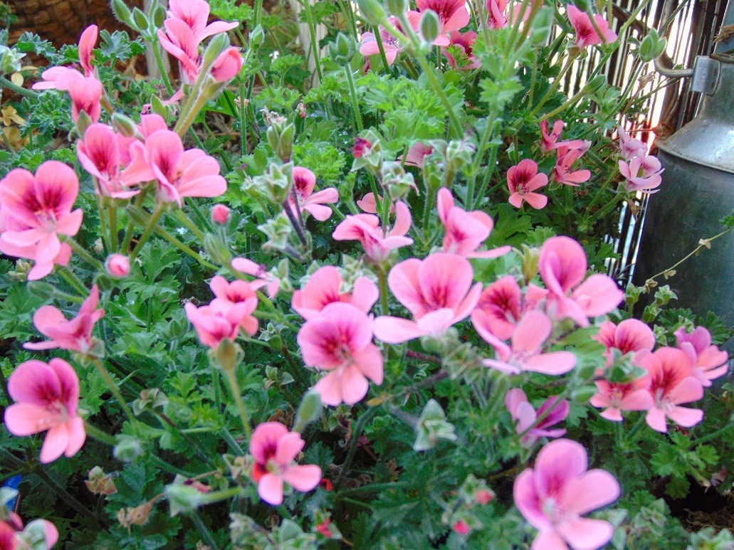 Balkon, Lato na moim balkonie ................. - ...............i pelargonia angielska...............