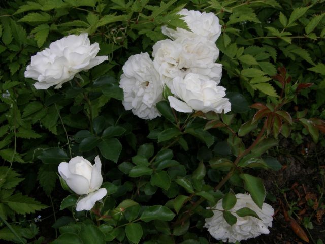 Rośliny, Róże 2010 - White Rose