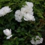 Rośliny, Róże 2010 - White Rose