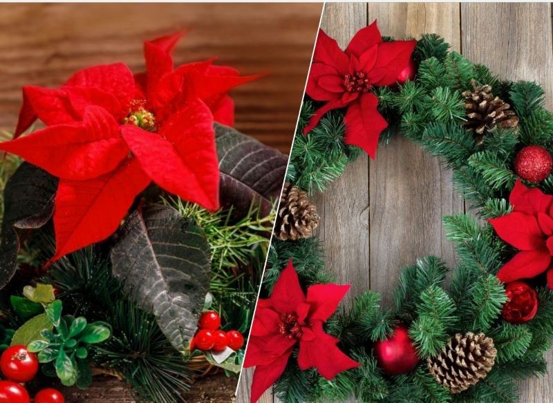 Z gwiazdy betlejemskiej zrób stroik lub wieniec.