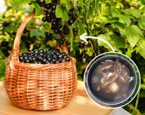 Nawożenie czarnej porzeczki. Niezawodny patent ogrodników na krzaki pełne owoców
