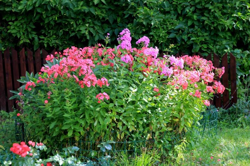 Walkę z mączniakiem prawdziwym trzeba podjąć od razu, aby ocalić floksy wiechowate.