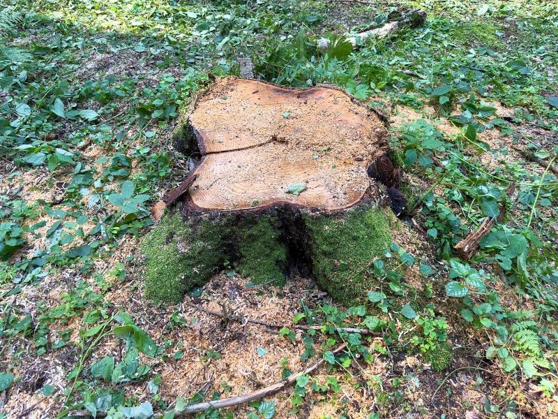 Rozkład pnia drzewa może trwać od kilku do nawet kilkunastu lat.