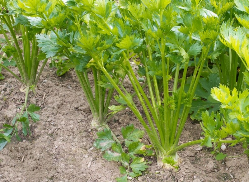 dlaczego liście selera brązowieją