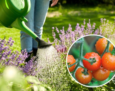 Podlewanie roślin w ogrodzie - najważniejsze zasady. Czy podlewać w czasie deszczu?