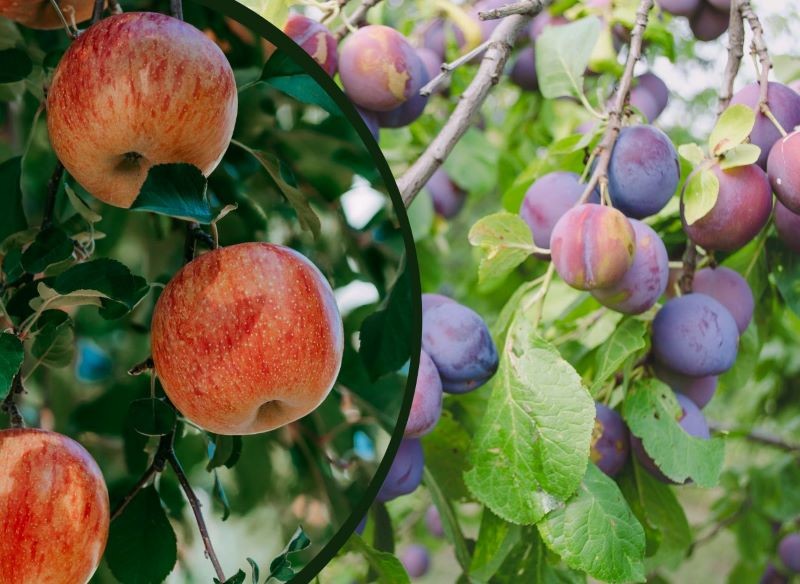 Jabłonie i śliwy warto sadzić jesienią.