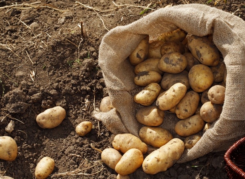 jak przechowywać ziemniaki 