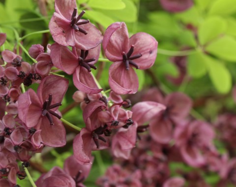 Akebia trójlistkowa (Akebia trifoliata)