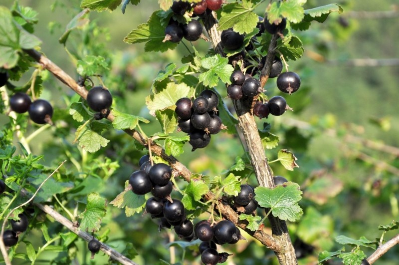 pielęgnacja porzeczek po owocowaniu