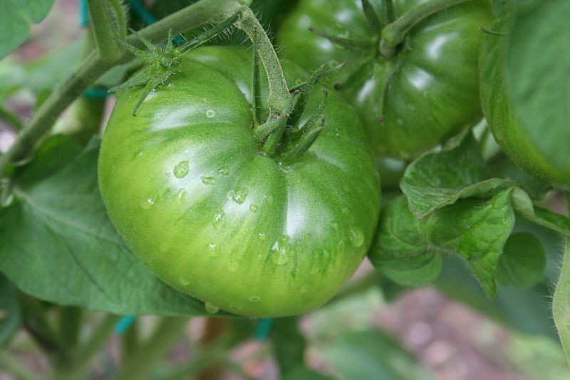 Właściwa pielęgnacja może przedłużyć okres owocowania pomidorów.