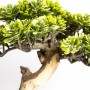 Gabinet, Sztuczne drzewko bonsai zokei - drzewko szczęścia