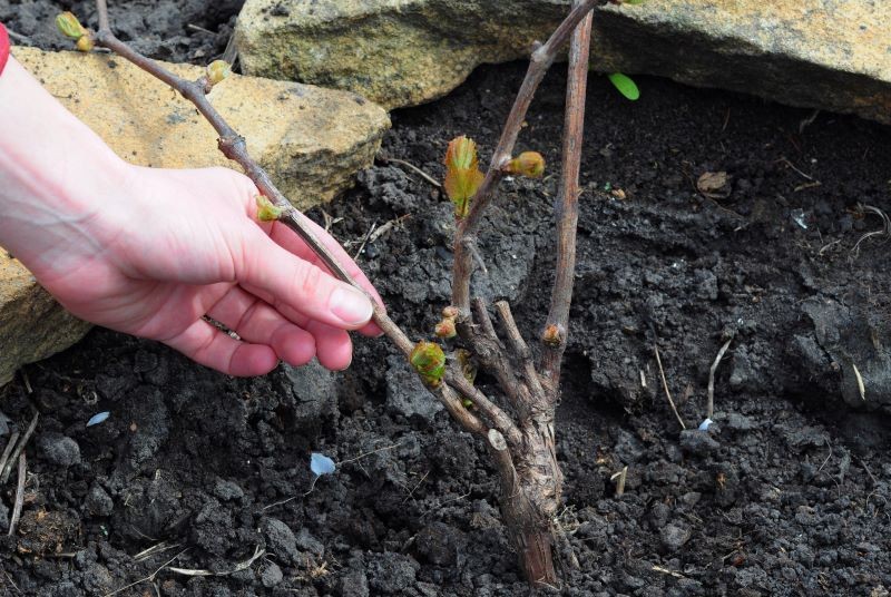 Późnowiosenne przymrozki są zagrożeniem dla winorośli.