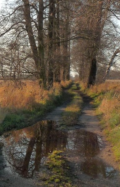 Rośliny, Łąki za wsią