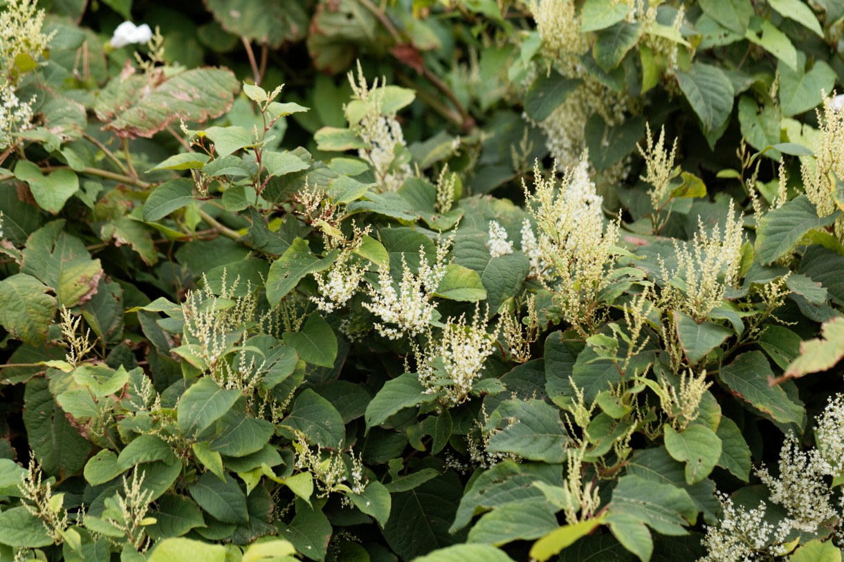 Rośliny, Kwitnące pnącza - Rdest Auberta (Fallopia aubertii) ma bardzo duży przyrost roczny (nawet 6 – 8 metrów) i jest ekspansywny.

Fot.123RF.com