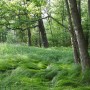 Leśne klimaty, Tak się w lesie dzień zaczyna...