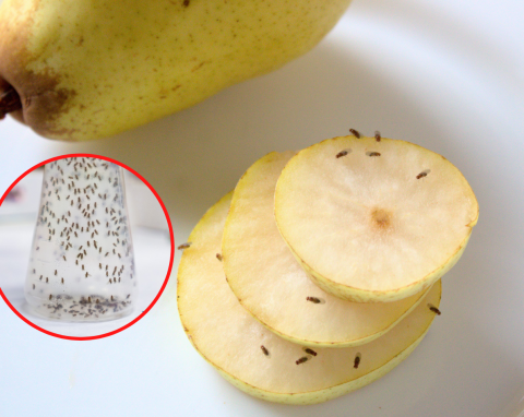 Jak pozbyć się muszek owocówek szybko i skutecznie? 5 sprawdzonych sposobów