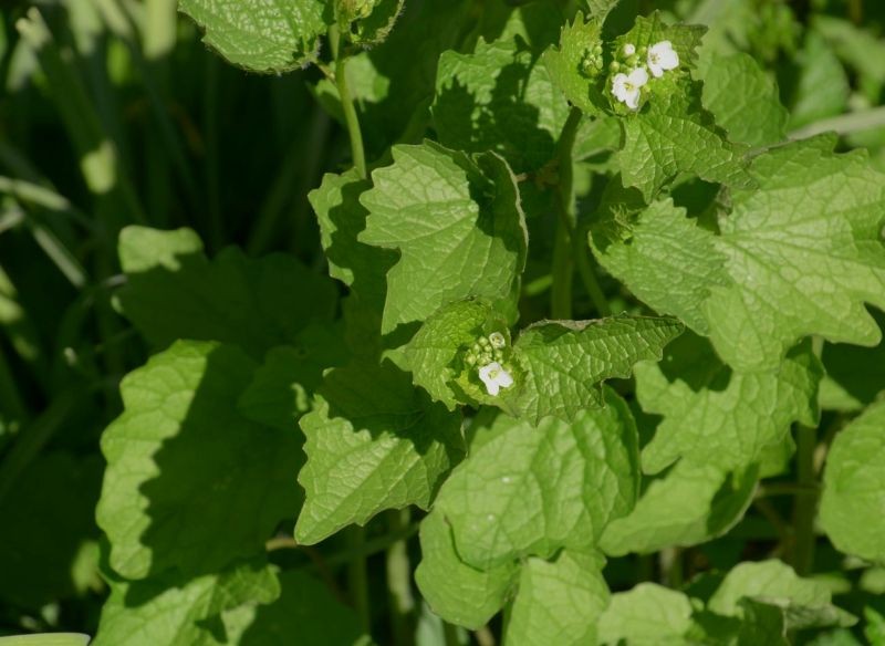 Liście czosnaczku są smaczne i wartościowe.