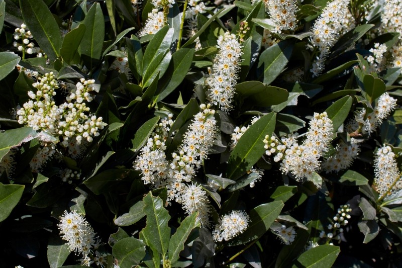 sadzenie laurowiśni na żywopłot.