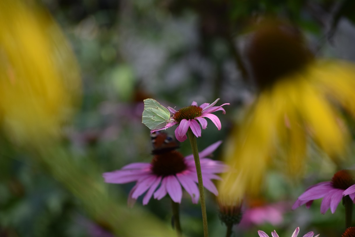 Rośliny, ECHINACEA...