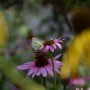 Rośliny, ECHINACEA...