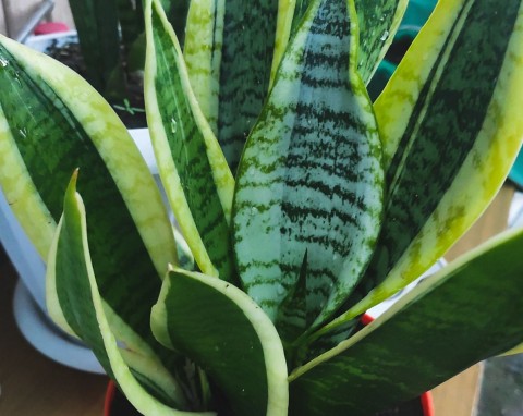 Przepis na odżywkę do sansewierii dostałam od koleżanki. Znów jest zielona i ma więcej liści