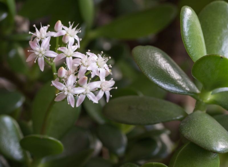 Delikatne kwiaty drzewka szczęścia przypominają niewielkie gwiazdki.