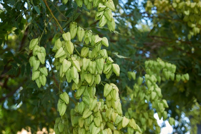 Mydleniec wiechowaty (Koelreuteria paniculata) 