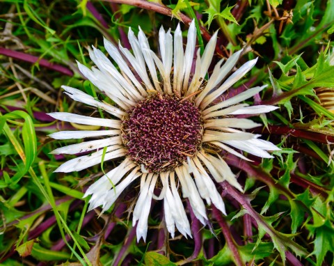 Dziewięćsił bezłodygowy (Carlina acaulis)