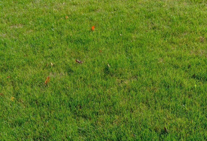 Prawidłowa pielęgnacja sprawia, że na trawniku rzadko pojawiają się chwasty.