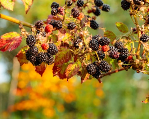 Zabezpieczanie jeżyny bezkolcowej przed zimą. Co zrobić, żeby krzew przetrwał najsilniejsze mrozy?