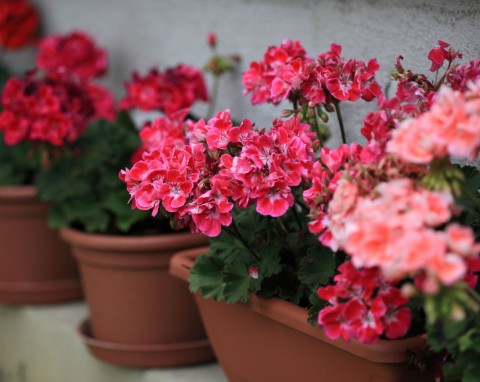 Najlepszy sposób na zimowanie pelargonii. Wiosną bujnie się rozrosną i zachwycająco zakwitną