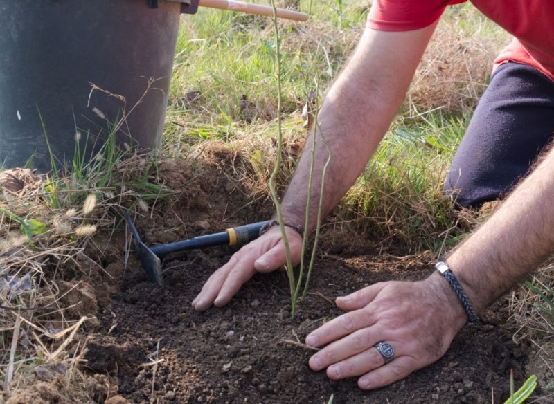 sposoby rozmnażania borówki amerykańskiej