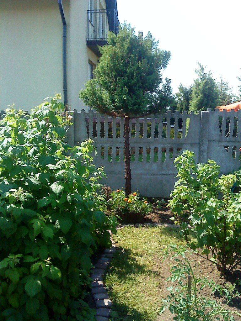 Ogród, Mój mały ogródek. - Drzewko tak się rozrosło ,że w końcu  je obcięłam.