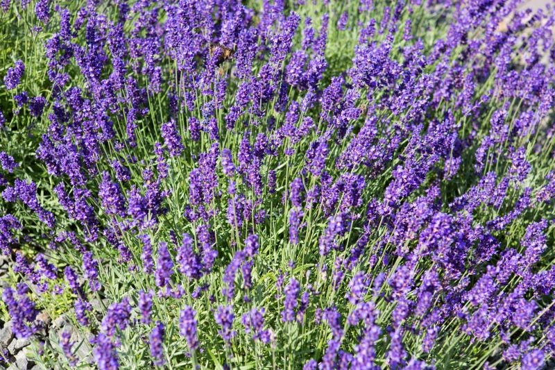 Lawenda wąskolistna 'Hidcote Blue Strain' wytrzyma nawet srogi mróz.