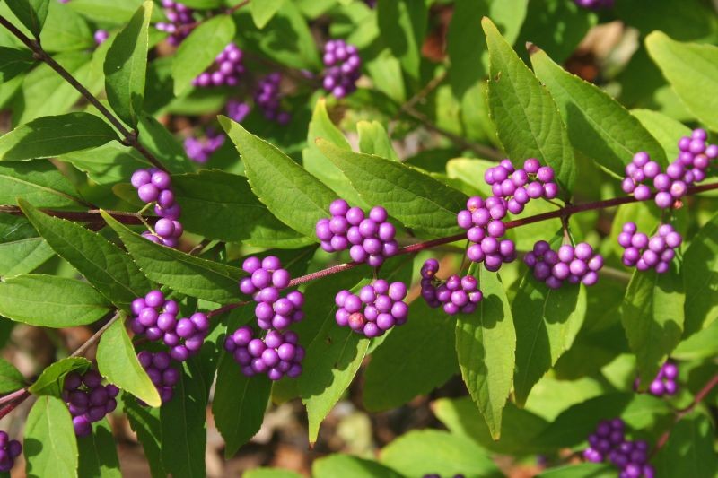 Szukasz niebanalnego żywopłotu? Postaw na pięknotkę.