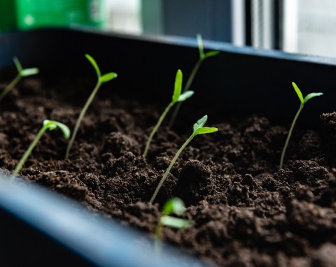 Ogrodniczy sekret pięknych rozsad ogórków, pomidorów i papryki. Nie tylko podłoże jest ważne
