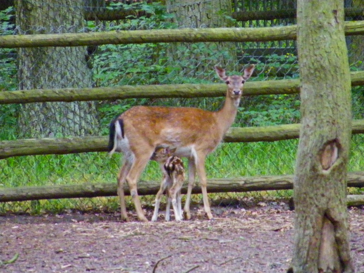 Pozostałe, Arboretum w Gołuchowie - Park i zabudowania cz 1 - Gołuchów  Zagroda dla zwierząt 