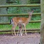 Pozostałe, Arboretum w Gołuchowie - Park i zabudowania cz 1 - Gołuchów  Zagroda dla zwierząt 