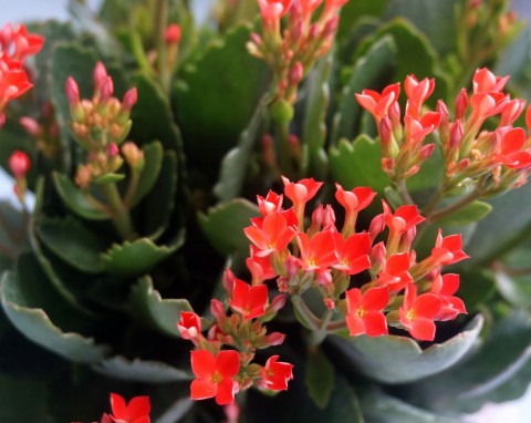 Kalanchoe znów obsypie się burzą kwiatów. Przesadź i podlej specjalną mieszanką