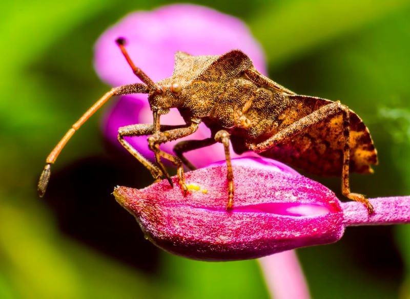Wtyk straszyk stanowi zagrożenie dla wielu gatunków roślin ogrodowych, również okazów ozdobnych.