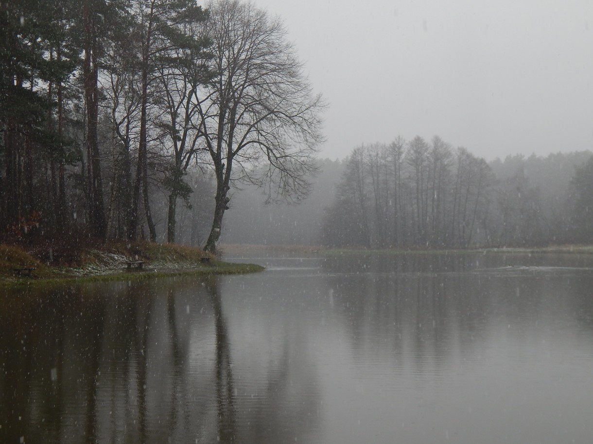 Rośliny, O KWIATACH ZIMĄ...