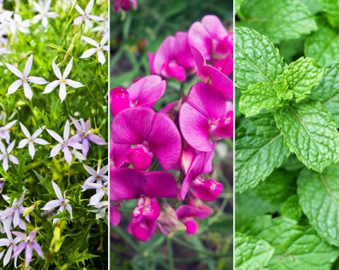 7 roślin, które możesz posiać w grudniu. Wysiew kwiatów, warzyw i ziół w domu