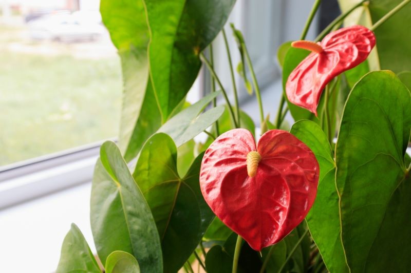 Odpowiednio nawożone anturium zachwyca oryginalnymi kwiatostanami.