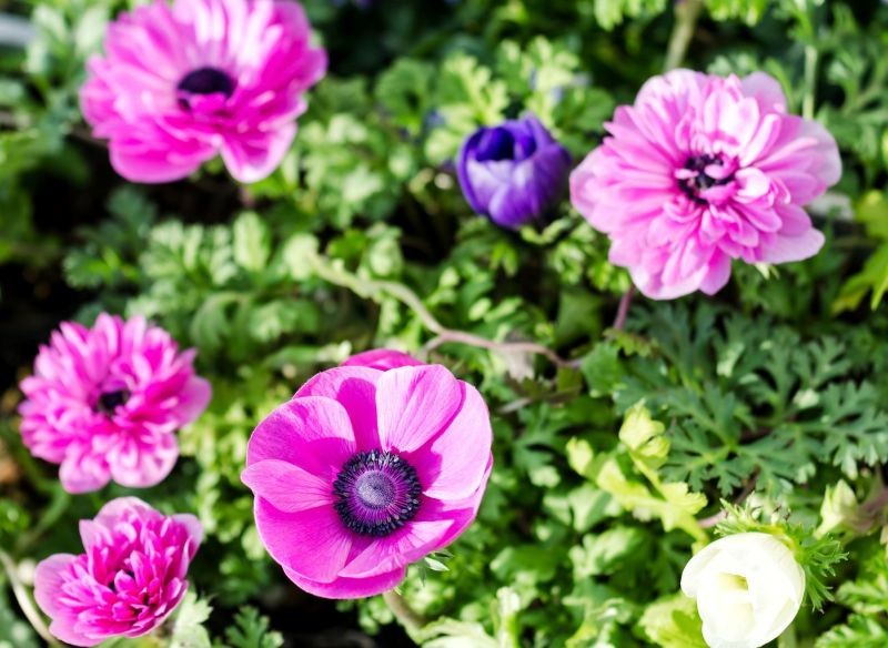 Zawilec wieńcowy występuje w wielu kolorowych odmianach o kwiatach pojedynczych, pełnych i półpełnych.