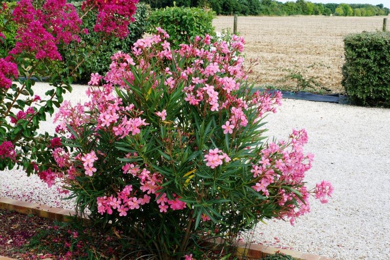 W naszym klimacie nie możemy uprawiać oleandrów w gruncie.