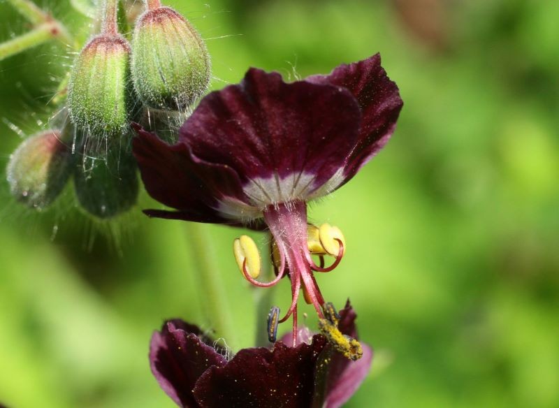 Ozdobne kwiaty bodziszka żałobnego mogą się utrzymywać nawet do października.