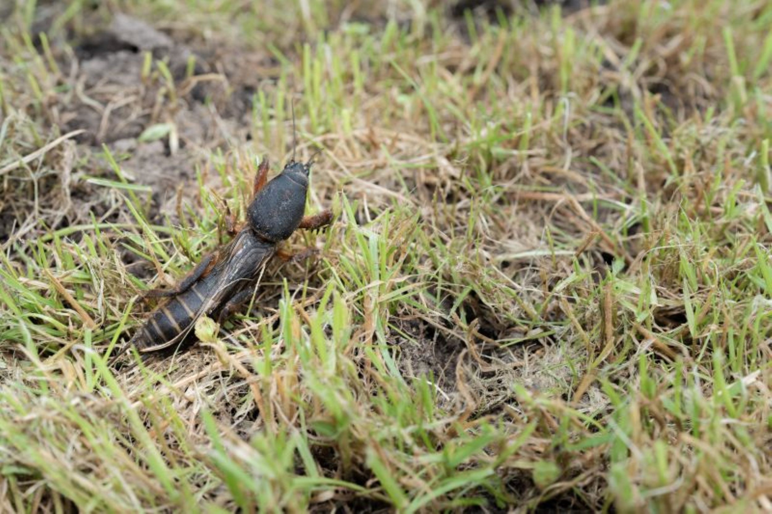 Turkuć podjadek jest jednym z najgorszych szkodników w ogrodzie.